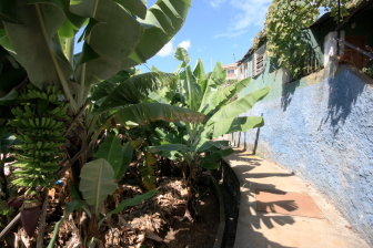 Banana Farm (Levada Covered)
